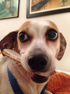 1425719_10152094998587755_185085023_n